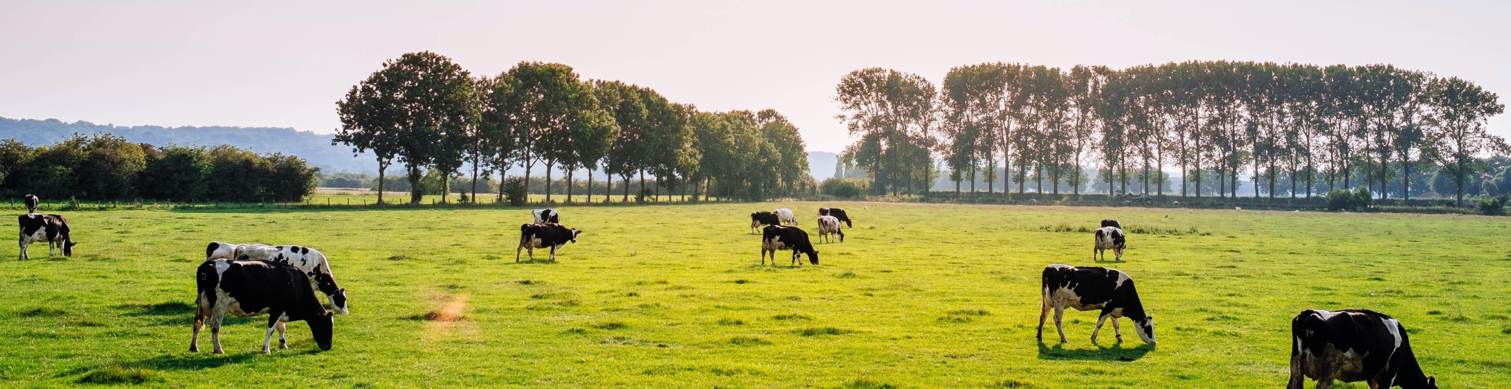 bovine diarrhea vaccine