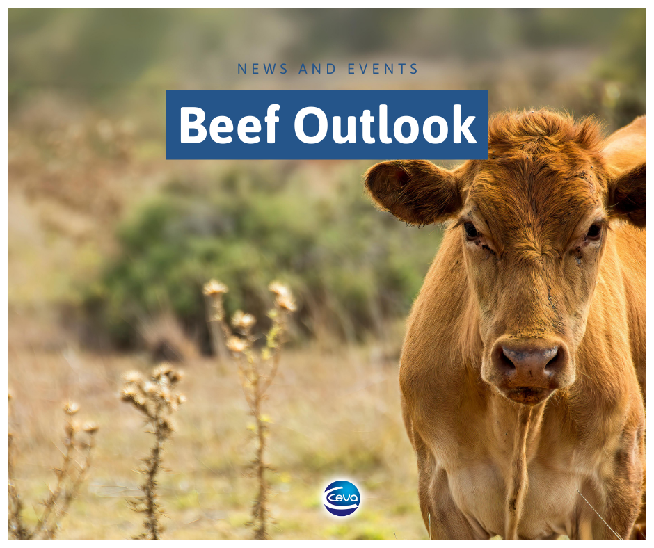 The Future Of South African Beef A Pricey Outlook - 7xjzusx