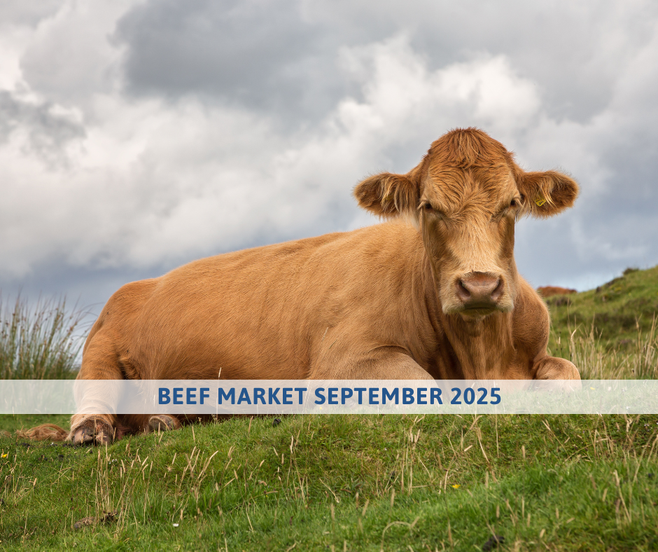 Beef Market outlook september 2025