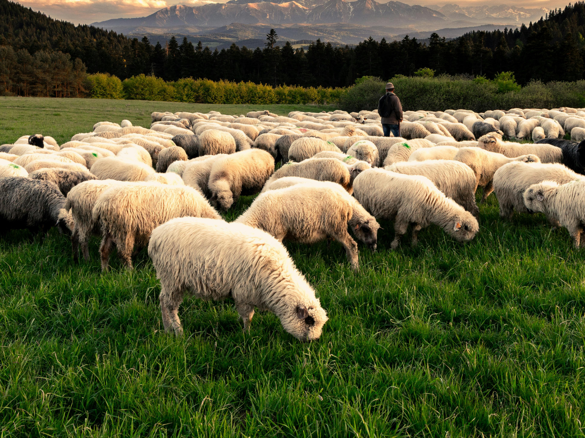 Eprinomectin resistance in dairy sheep: insights from the Antherin project