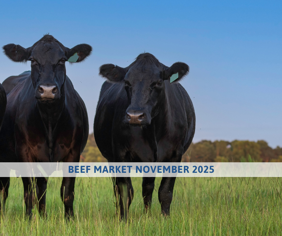 BEEF MARKET OUTLOOK november 2025