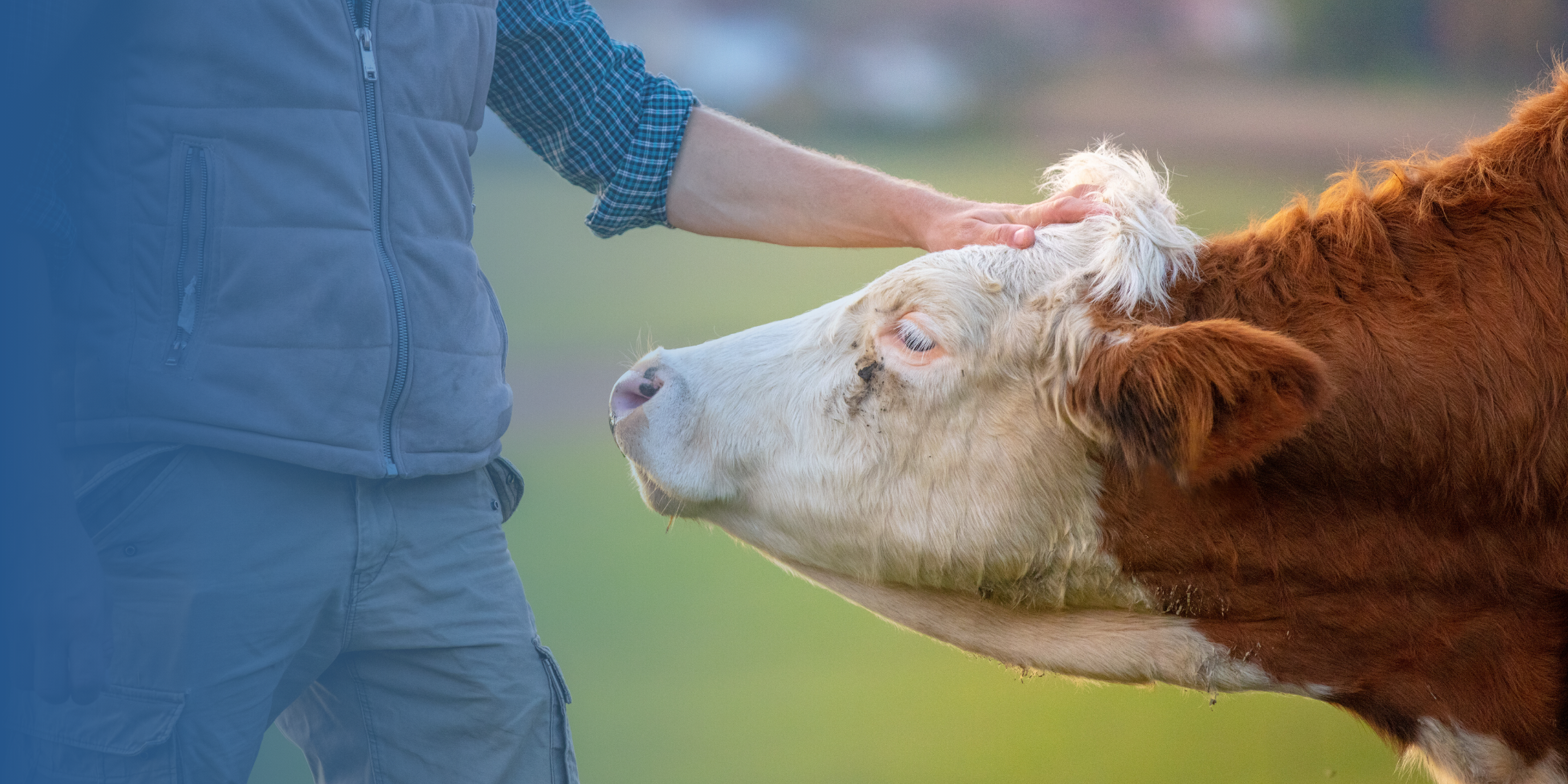 Veterinarian with a cow