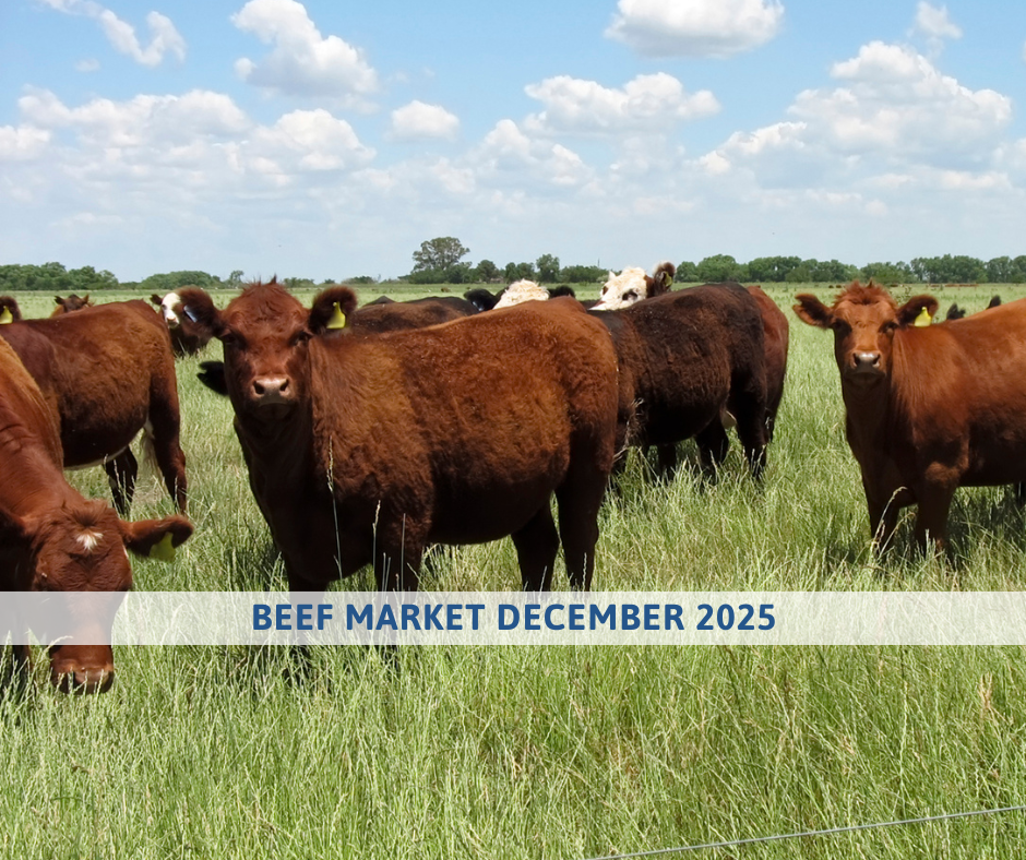 BEEF MARKET OUTLOOK december 2025