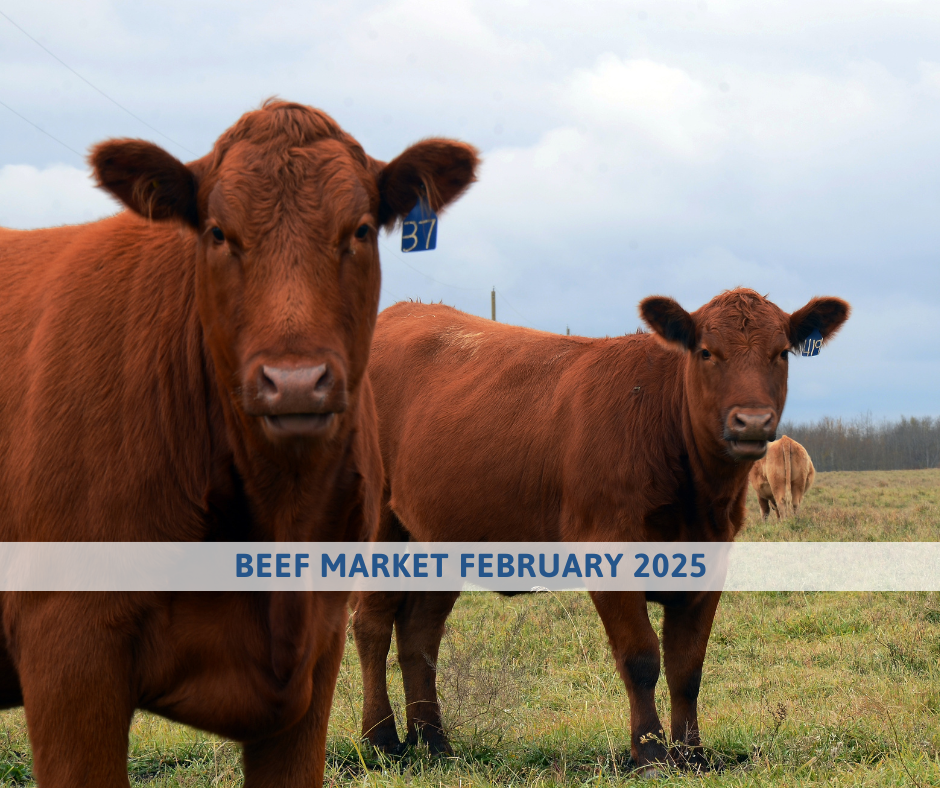 Beef market outlook February 2026