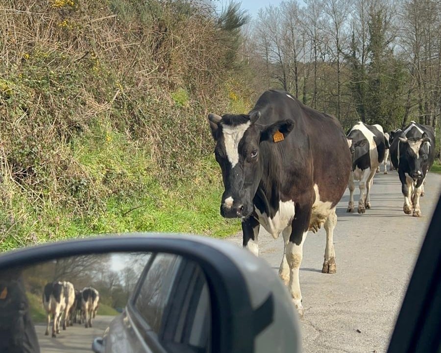Noelia González World Veterinary day on the road