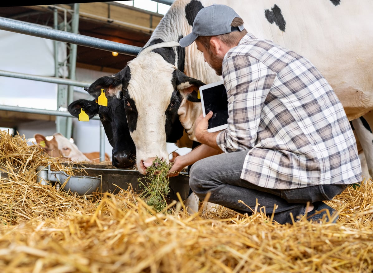 Male Livestock farm worker with digital tablet inspects cows in cowshed.