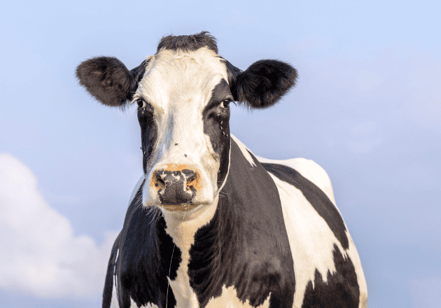 What are vector-borne diseases?