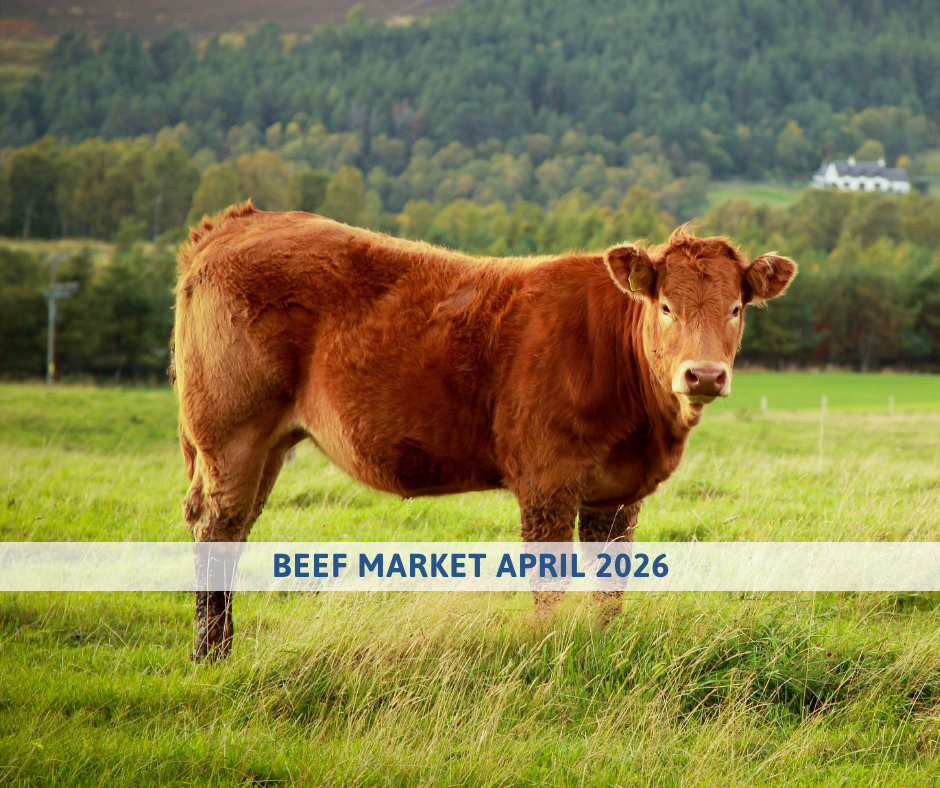 Beef market outlook April 2026