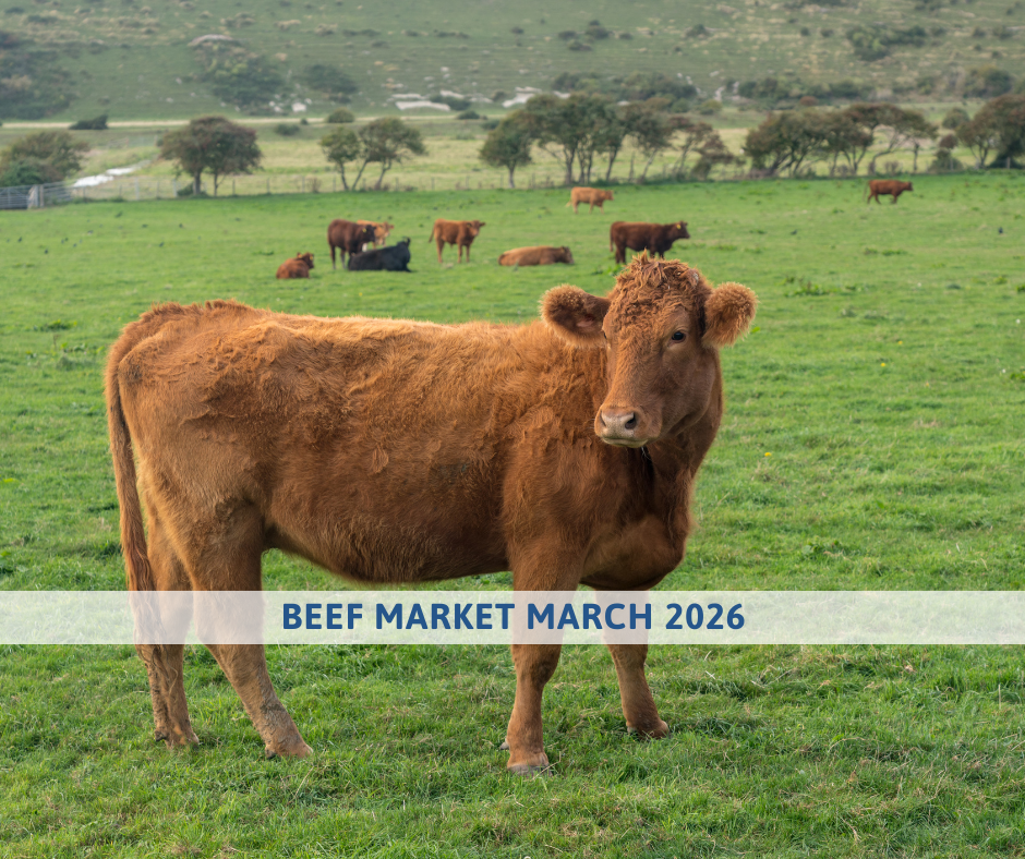 Beef market outlook March 2026