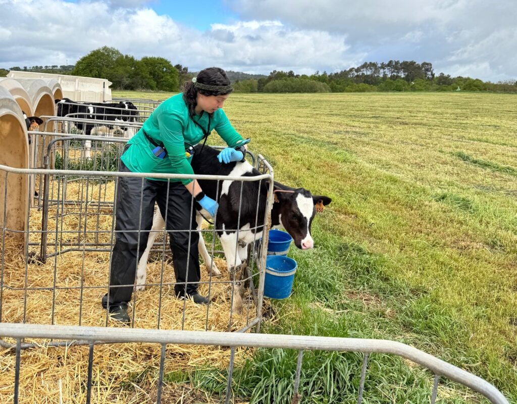 Isabel Salillas World Veterinary Day calf rearing
