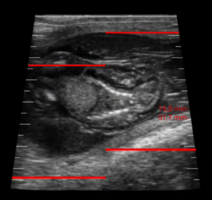 Isabel Salillas on the World Veterinary day reproductive control ultrasound