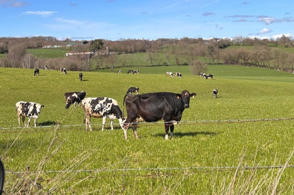 Noelia González on the World Veterinary day field
