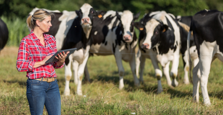 World Milk day farmer cattle