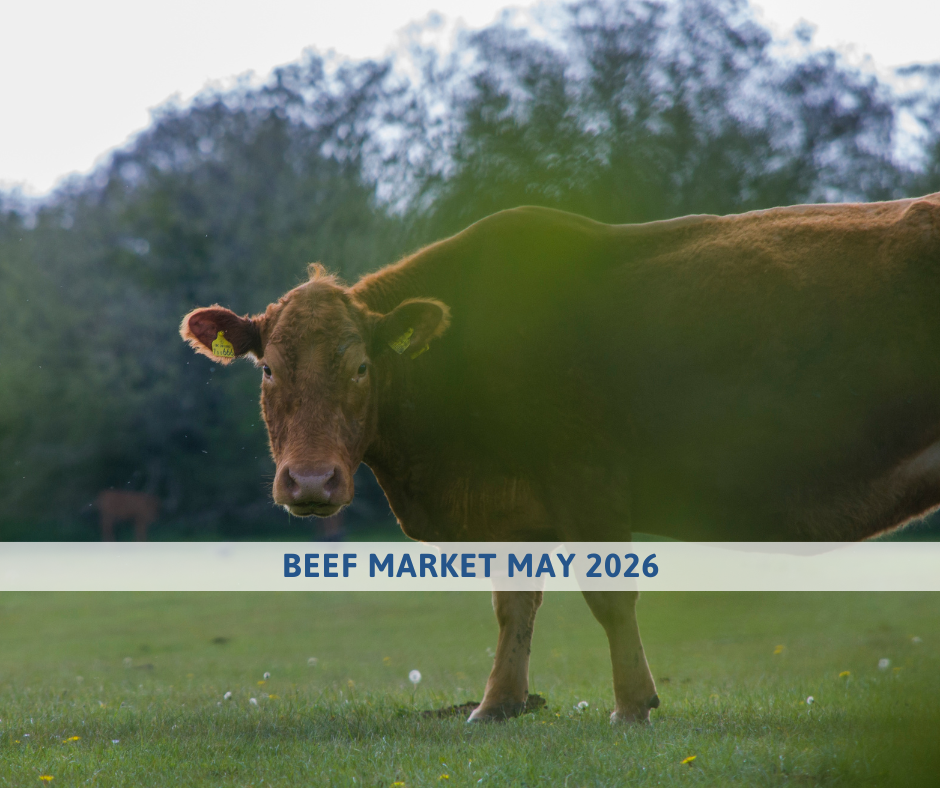 Beef market outlook may 2026