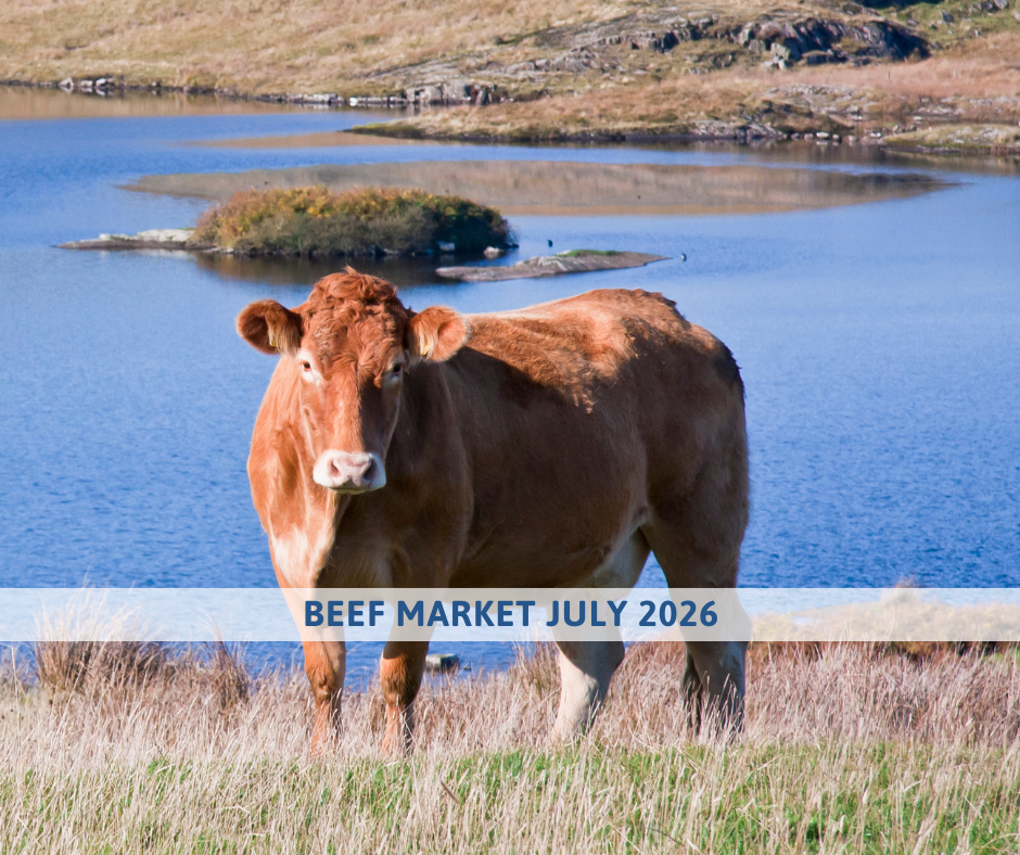 beef market outlook july 2026