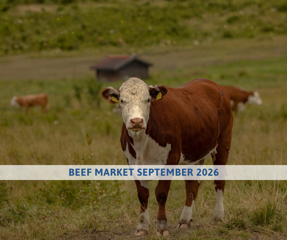 beef market outlook september 2026