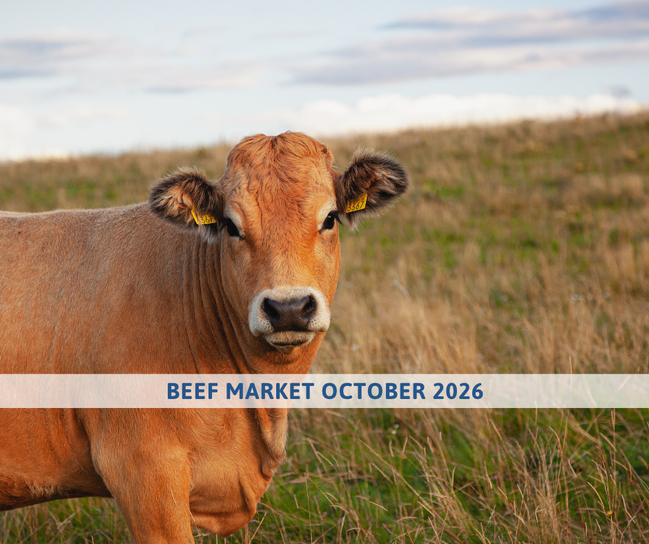 Beef Market Outloook october 2026