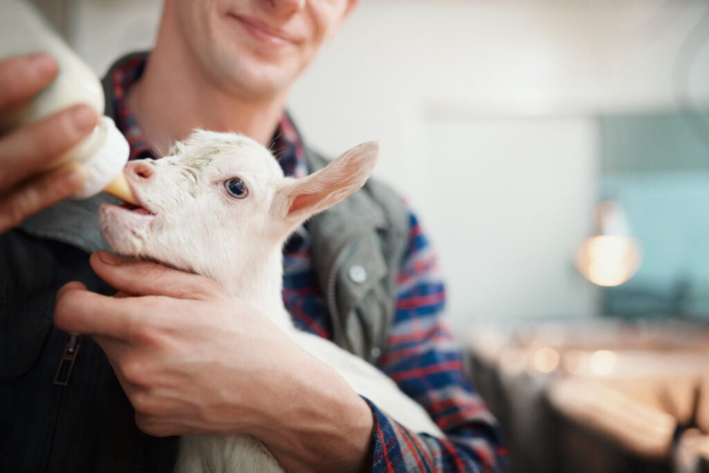 Novel injectable formulation of eprinomectin - Ceva ruminants - France