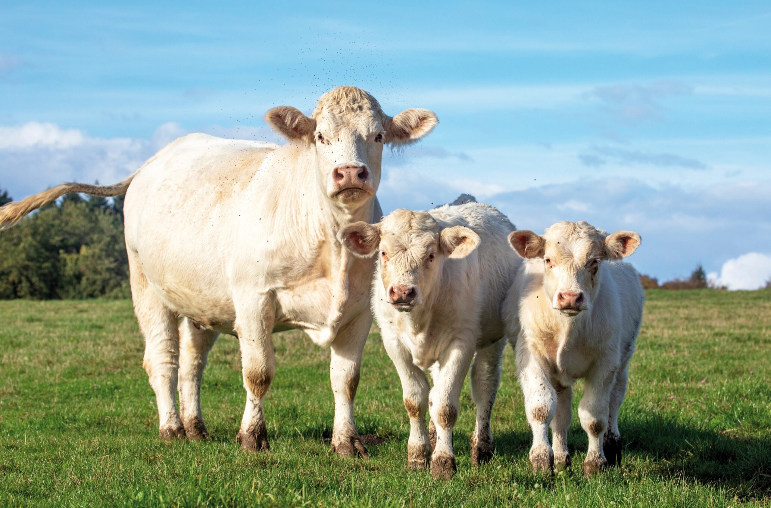 Trois bovins charolais dans un pré avec des moucherons.