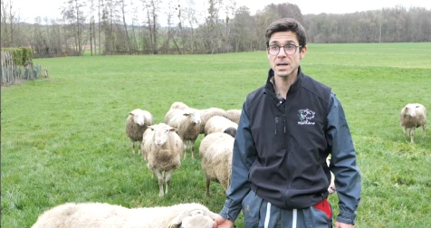 Éleveur ovin accompagné de ses moutons dans une prairie