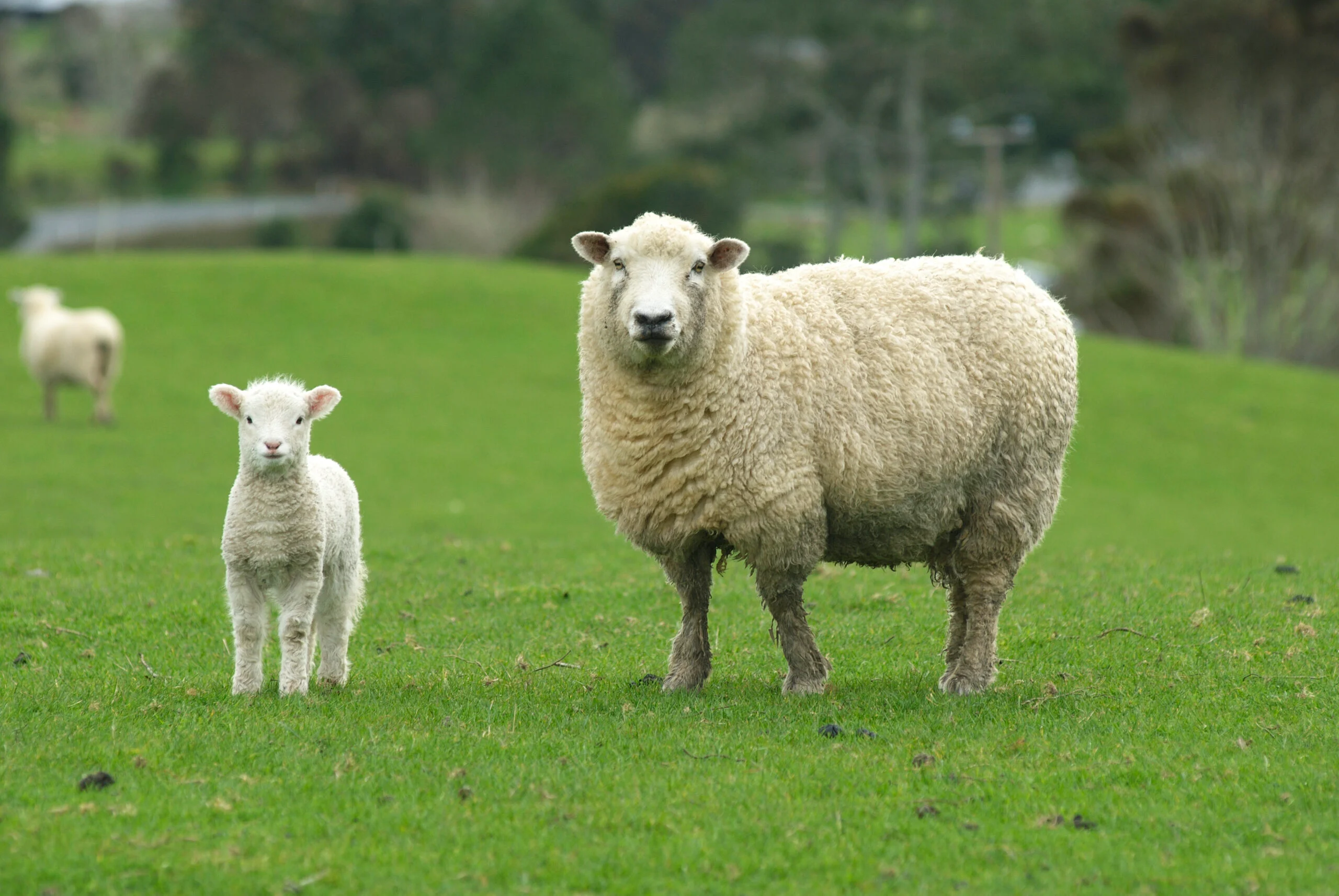 Brebis accompagnée de son agneau dans un pâturage verdoyant, avec un autre mouton en arrière-plan.