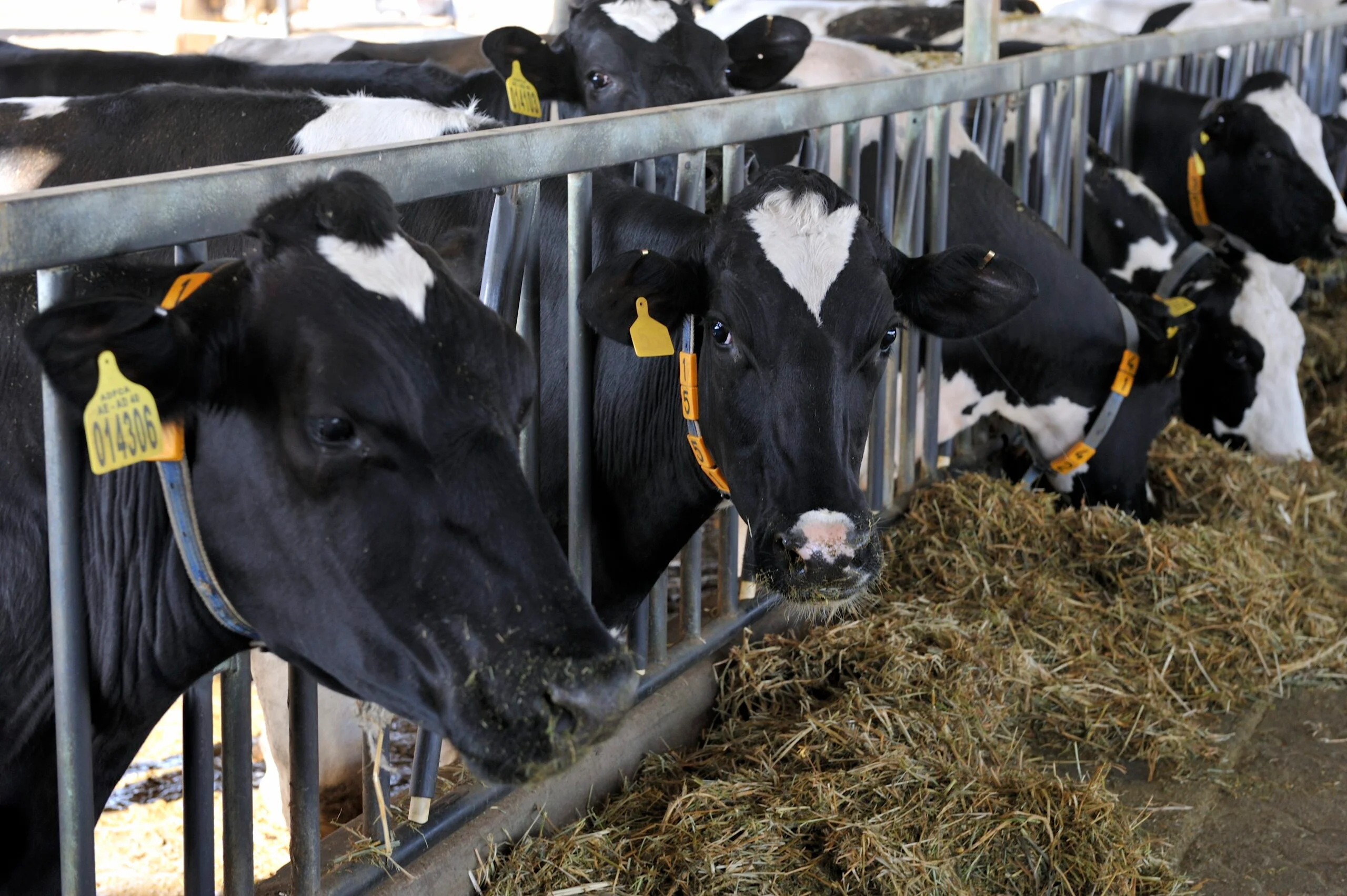 Bovins laitiers mangeant du fourrage dans une étable