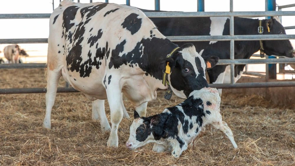 Vache laitière avec son veau dans une étable