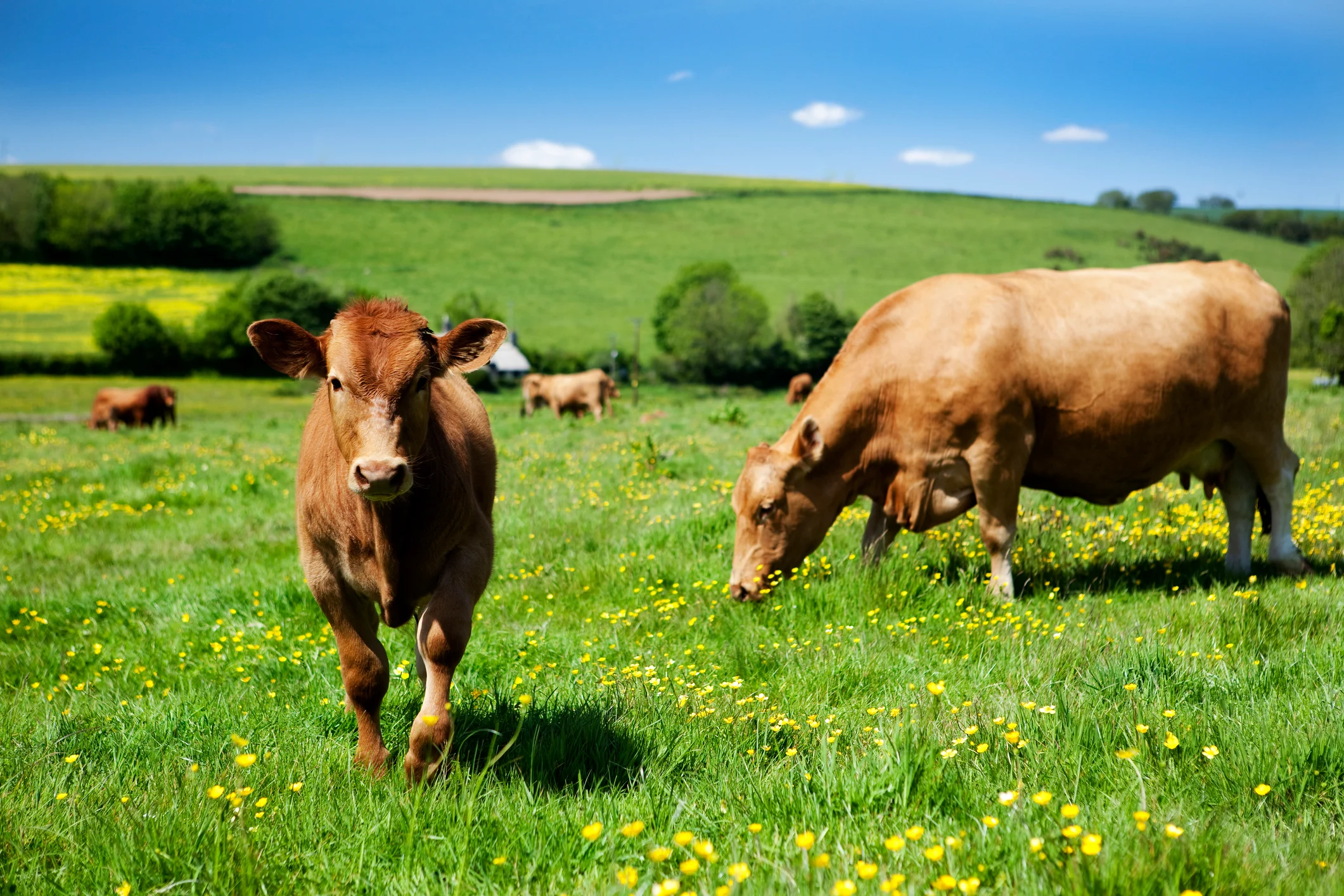 Vaches brunes qui pâturent dans un pré