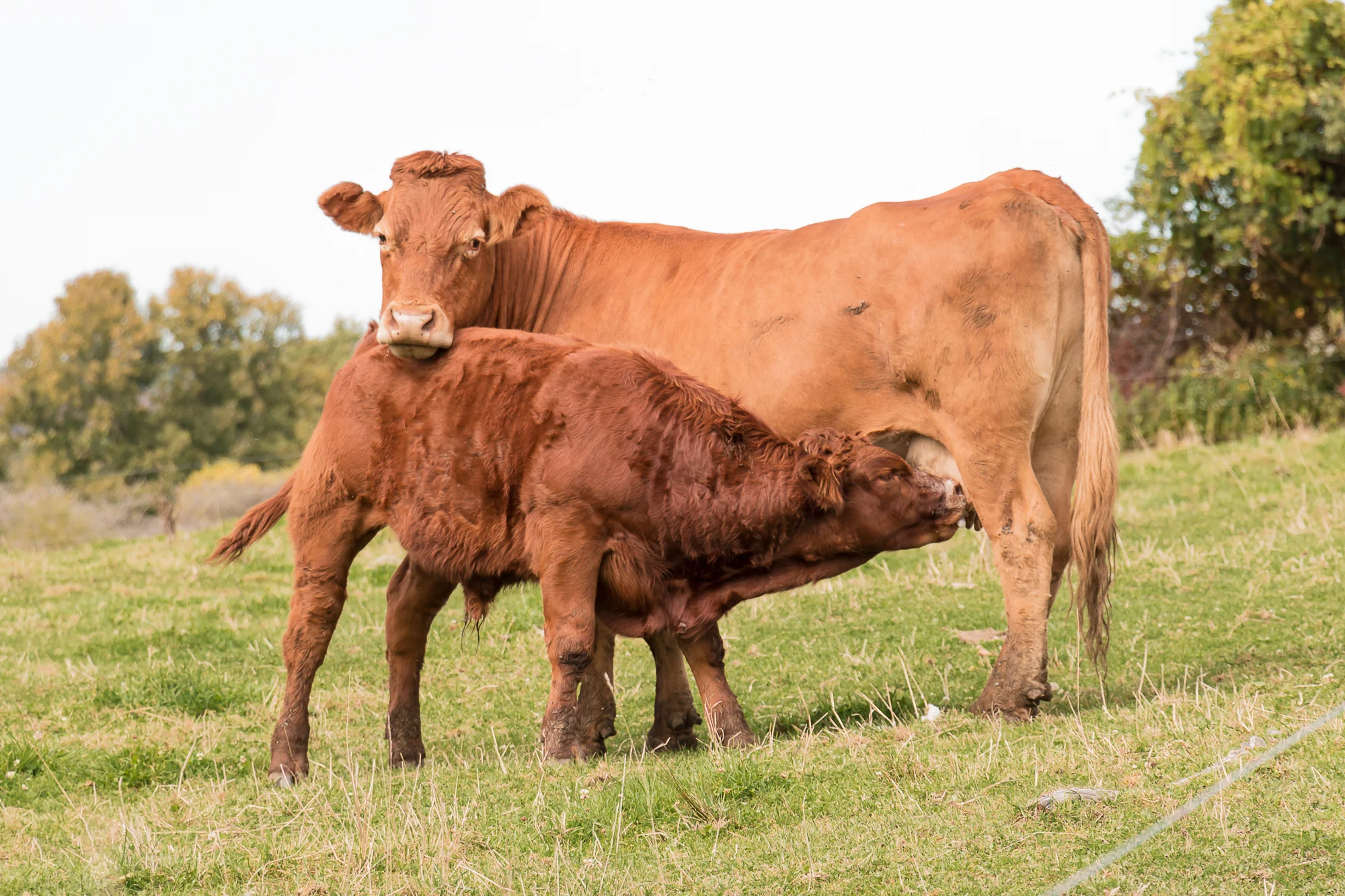 Vache allaitante accompagnée de son veau dans un pâturage, illustrant l’élevage bovin allaitant.