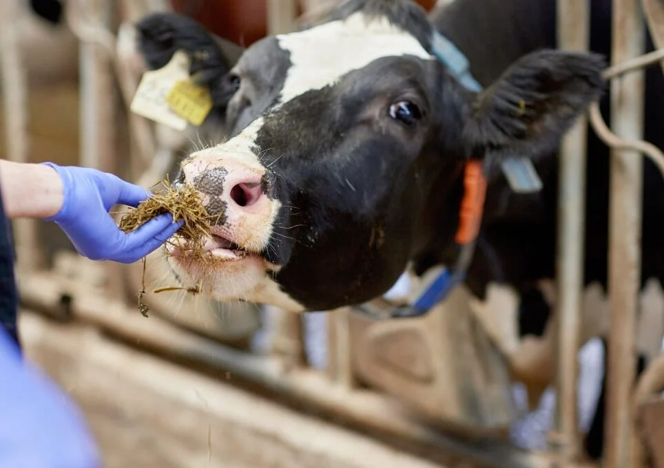 Vache nourrie dans une exploitation