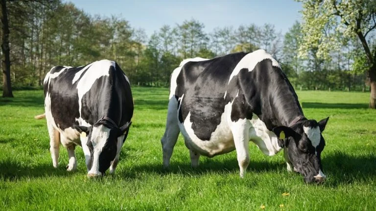 Deux vaches au pâturage dans une prairie