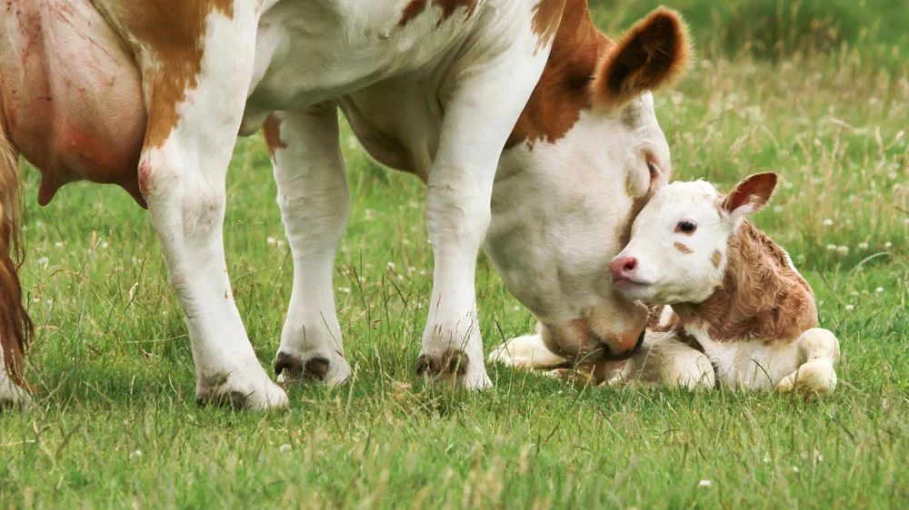 Reproduction Vache allaitante avec son veau