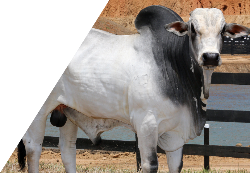 Vaca Nelore