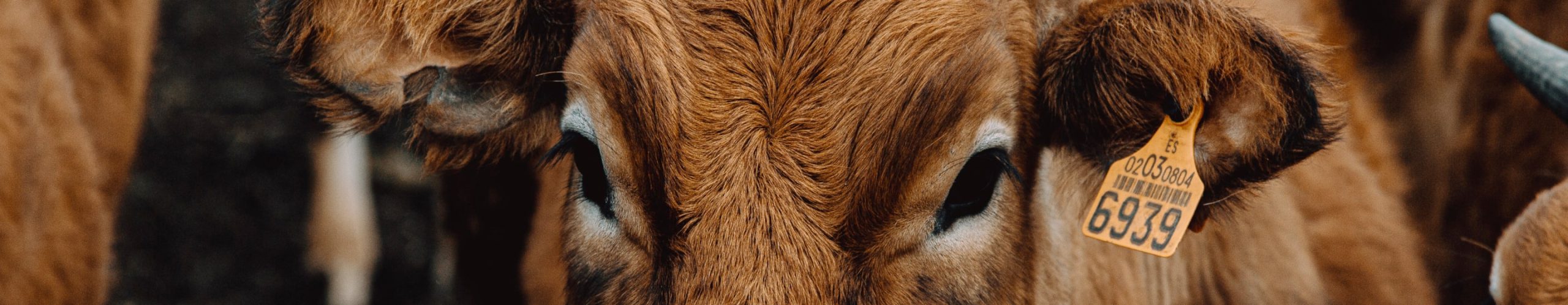 brown cow with a ear tag