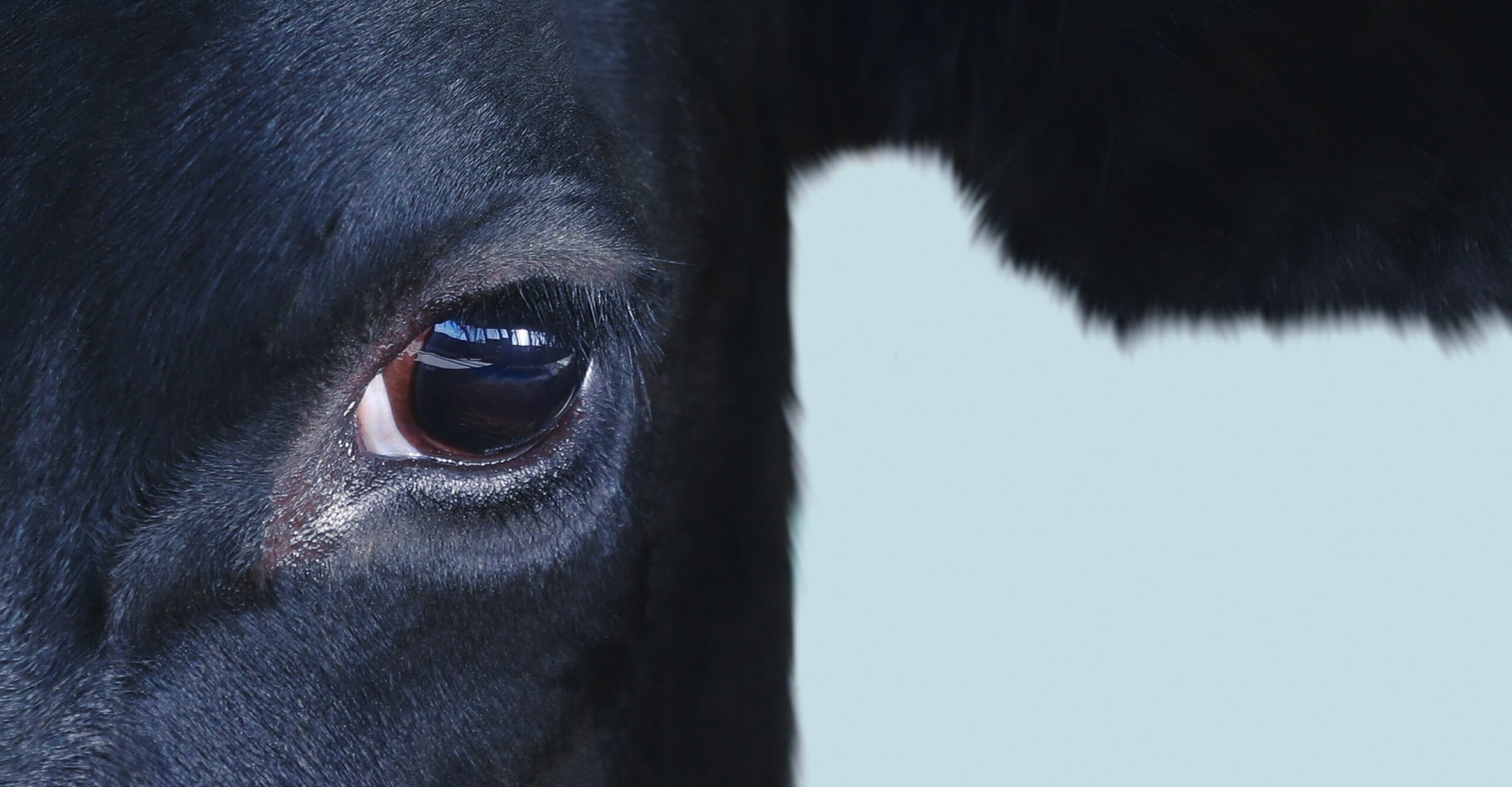 We see what you see. Cow eye