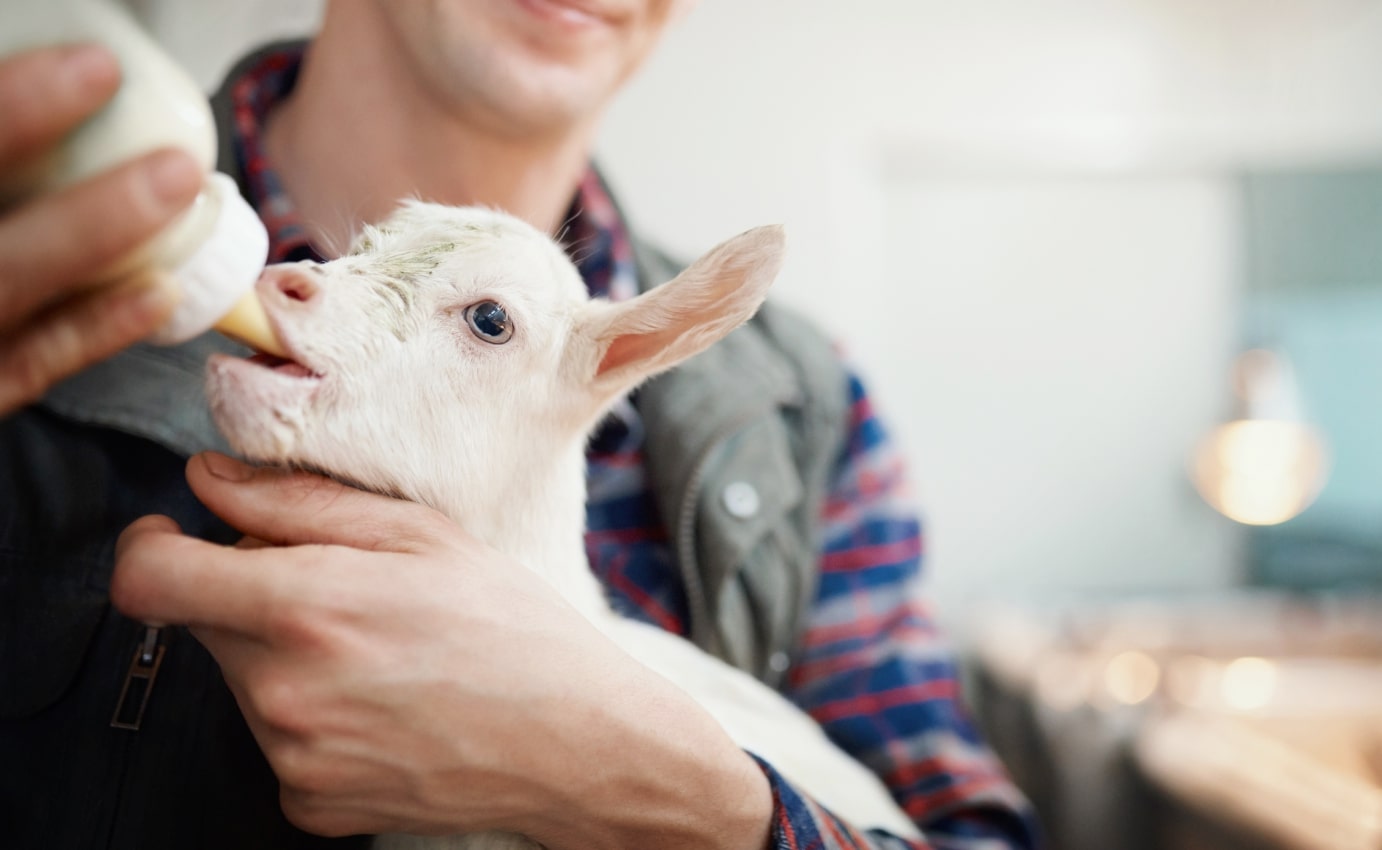 Fütterung eines Lamms mit der Flasche