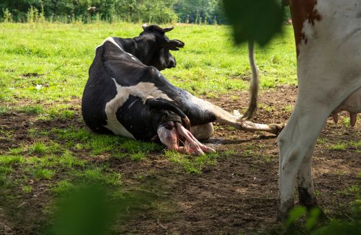 Kuh gebiert Kalb