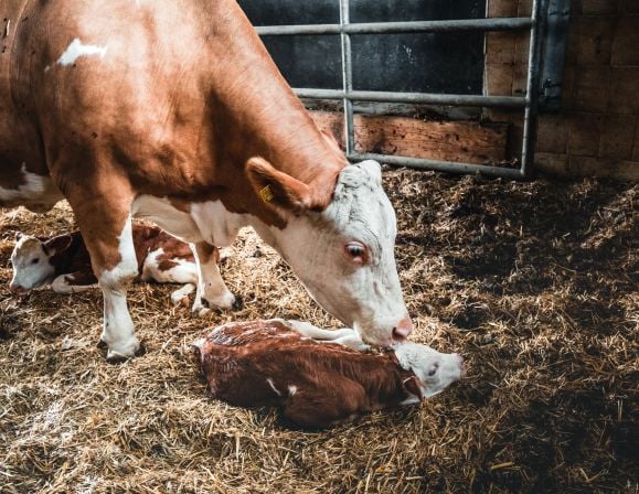 Mutterkuh leckt Kalb nach Geburt