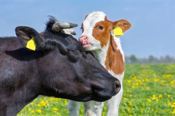 Kalb mit Mutter