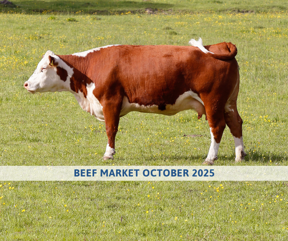 Beef Market outlook october 2025