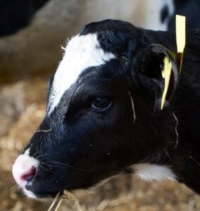 Lungebetændelse hos kalv også kaldet BRD, Bovine Respiratory Disease_Ceva