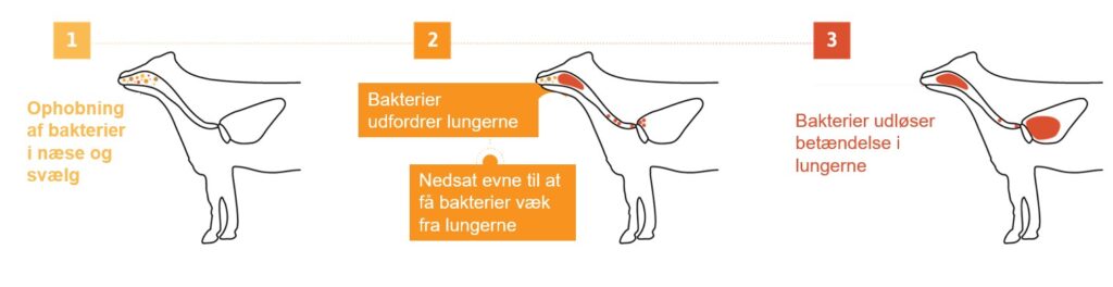 Lungebetændelse hos kalve og processen der fører til sygdom_Ceva