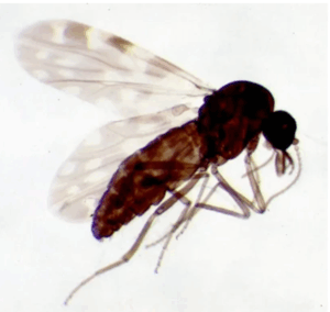 Mitten, Culicoides imicola og Culicoides obsoletus overfører bluetongue virus dødelig for kvæg_Ceva