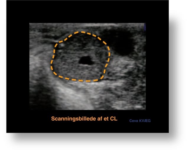 Scanningsbillede et et gult legeme_corpus luteum_Ceva