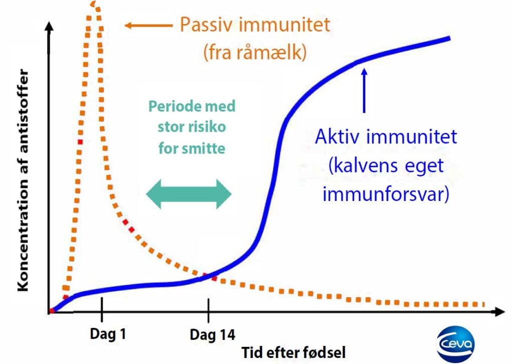 Udvikling i antistoffer for kalve_Ceva