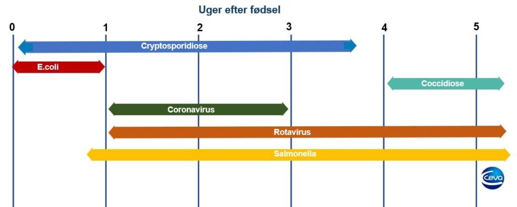 Infektiøse årsager til kalvediarre_Ceva