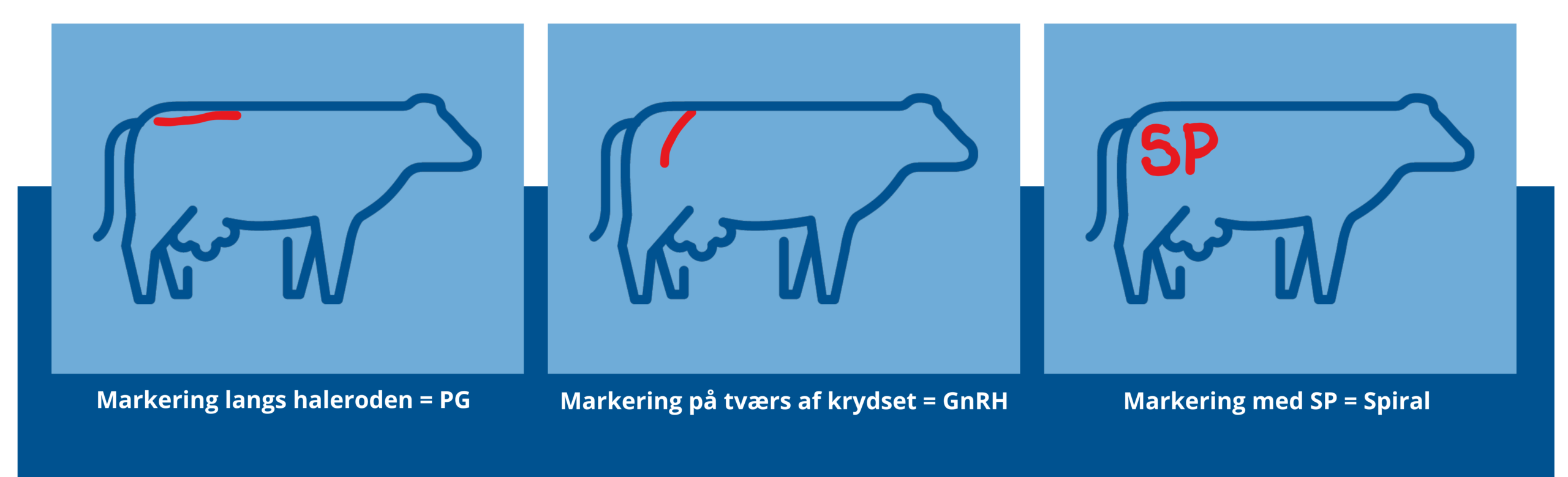 Opmærkning af køer i forbindelse med behandling_Ceva