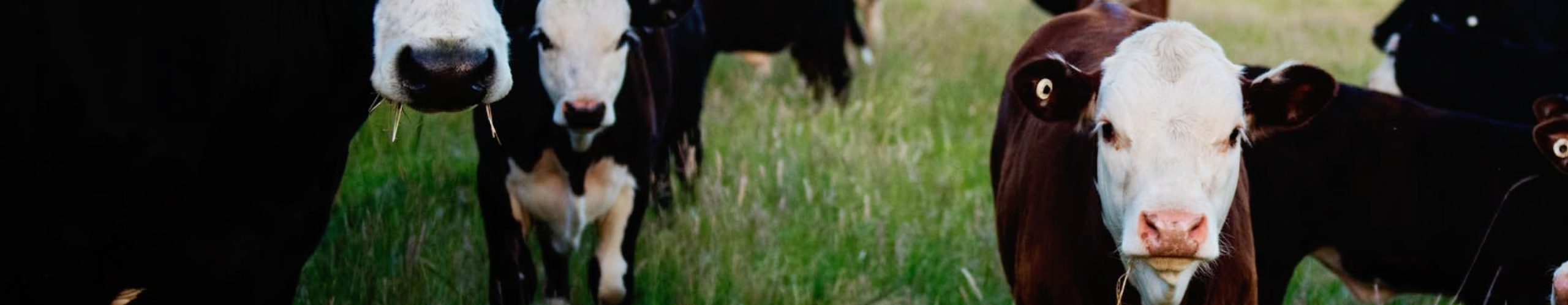 Cows and calfs in the field