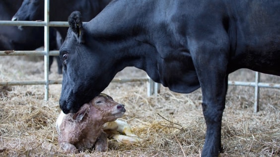 Neonatal calf and cow. Reproduction.