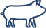 pig icon